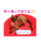 我が家のわんぱくアニマル部【夏が来た編】（個別スタンプ：1）