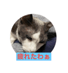 Yashichi Nekochan（個別スタンプ：1）