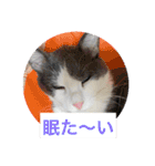 Yashichi Nekochan（個別スタンプ：2）