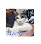 Yashichi Nekochan（個別スタンプ：3）