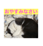 Yashichi Nekochan（個別スタンプ：5）
