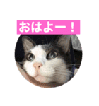 Yashichi Nekochan（個別スタンプ：7）