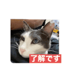 Yashichi Nekochan（個別スタンプ：8）