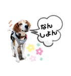 うしおの伊予弁①(松山・中予)（個別スタンプ：1）