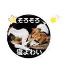 うしおの伊予弁①(松山・中予)（個別スタンプ：16）