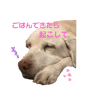 紫友会 ラブラドール族❤️（個別スタンプ：3）