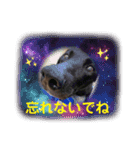 紫友会 ラブラドール族❤️（個別スタンプ：9）
