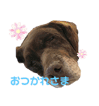 紫友会 ラブラドール族❤️（個別スタンプ：16）