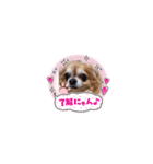 うちのてつです。3（個別スタンプ：2）