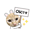 茶トラのしんば（個別スタンプ：5）