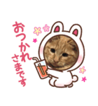 茶トラのしんば（個別スタンプ：6）