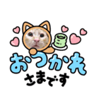 茶トラのしんば（個別スタンプ：8）