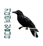 烏 韓国語スタンプ（個別スタンプ：2）
