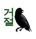 烏 韓国語スタンプ（個別スタンプ：8）
