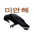 烏 韓国語スタンプ（個別スタンプ：13）