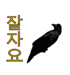烏 韓国語スタンプ（個別スタンプ：17）