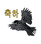 烏 韓国語スタンプ（個別スタンプ：25）