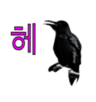 烏 韓国語スタンプ（個別スタンプ：32）