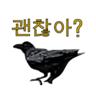 烏 韓国語スタンプ（個別スタンプ：39）