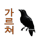 烏 韓国語スタンプ（個別スタンプ：40）