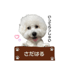 ビションフリーゼさだはるくん（個別スタンプ：3）