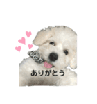 ビションフリーゼさだはるくん（個別スタンプ：5）