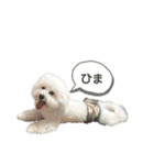 ビションフリーゼさだはるくん（個別スタンプ：9）