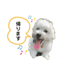 ビションフリーゼさだはるくん（個別スタンプ：12）