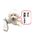 ビションフリーゼさだはるくん（個別スタンプ：24）