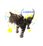 畑猫のミイ＆チロ No.2（個別スタンプ：2）