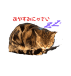 畑猫のミイ＆チロ No.2（個別スタンプ：3）