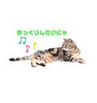 畑猫のミイ＆チロ No.2（個別スタンプ：4）