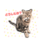 畑猫のミイ＆チロ No.2（個別スタンプ：5）