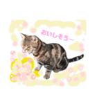 畑猫のミイ＆チロ No.2（個別スタンプ：8）