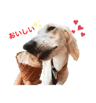 我が家のサルーキ時々ダックス（個別スタンプ：1）