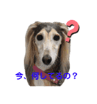 我が家のサルーキ時々ダックス（個別スタンプ：3）