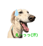 我が家のサルーキ時々ダックス（個別スタンプ：4）