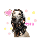 我が家のサルーキ時々ダックス（個別スタンプ：9）