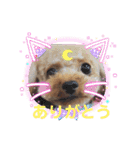 プードルひなちゃん4（個別スタンプ：4）