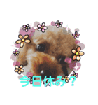 プードルひなちゃん4（個別スタンプ：6）