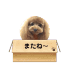 プードルひなちゃん4（個別スタンプ：9）