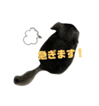 チンチラのコトロ（個別スタンプ：5）