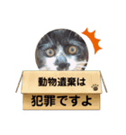 紫友会 保護猫スタンプ✨（個別スタンプ：1）