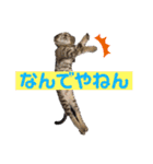 紫友会 保護猫スタンプ✨（個別スタンプ：2）