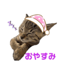 紫友会 保護猫スタンプ✨（個別スタンプ：3）