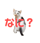 紫友会 保護猫スタンプ✨（個別スタンプ：4）