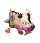 紫友会 保護猫スタンプ✨（個別スタンプ：5）