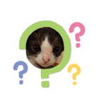 紫友会 保護猫スタンプ✨（個別スタンプ：10）