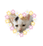 紫友会 保護猫スタンプ✨（個別スタンプ：11）