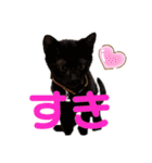 紫友会 保護猫スタンプ✨（個別スタンプ：13）